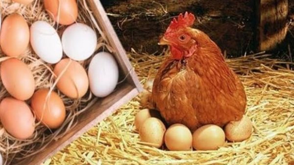 أسعار الدواجن