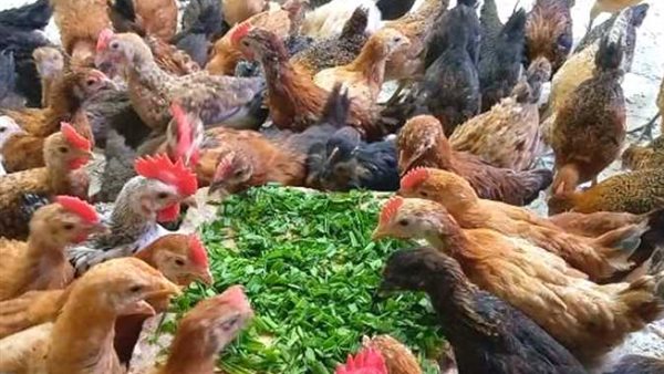أسعار الدواجن